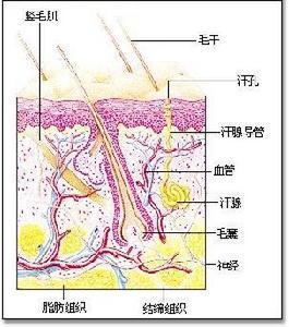 化脓性汗腺炎最新治疗进展研究综述