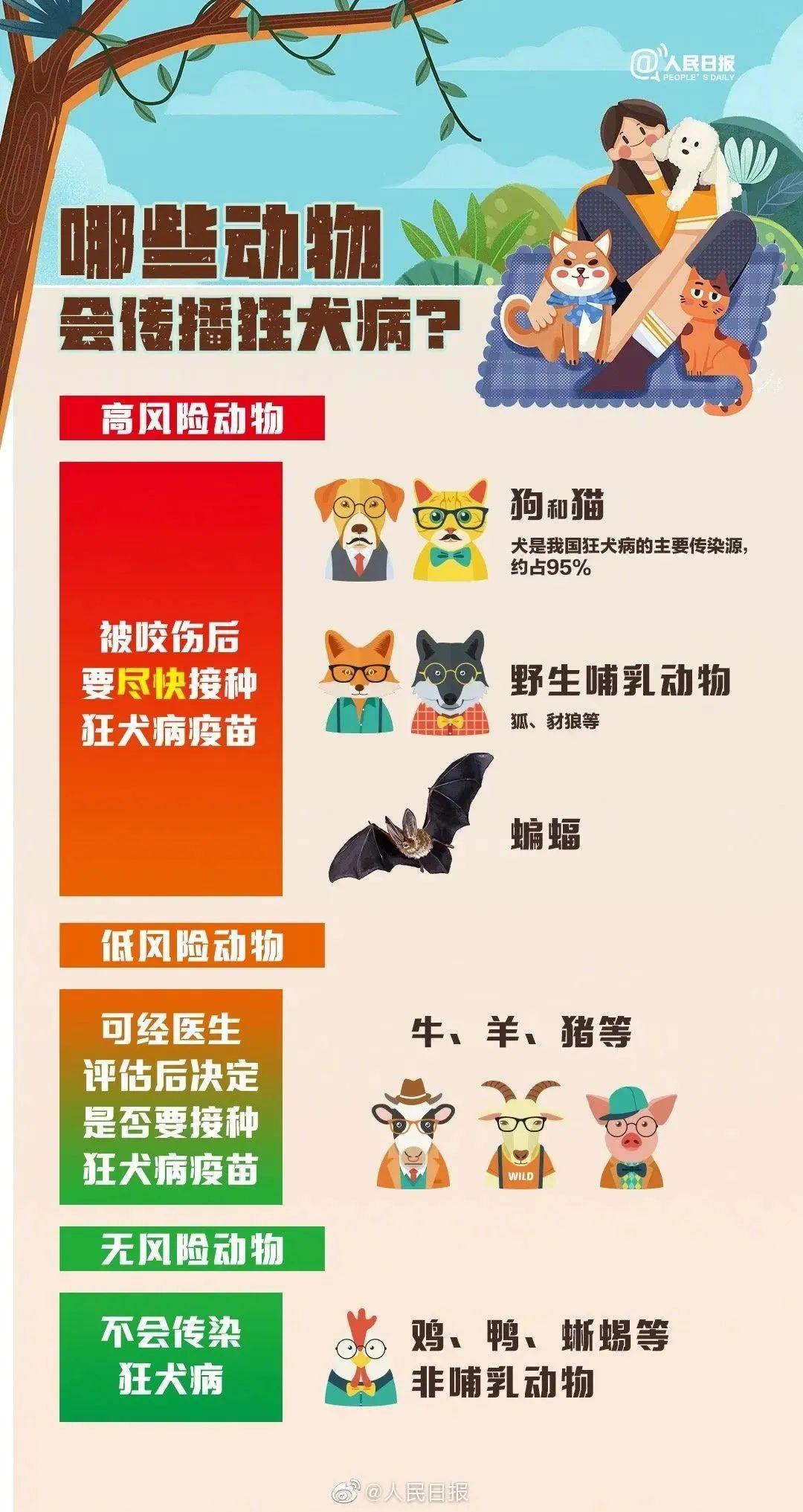 全球狂犬病最新动态，防控形势及应对策略解析