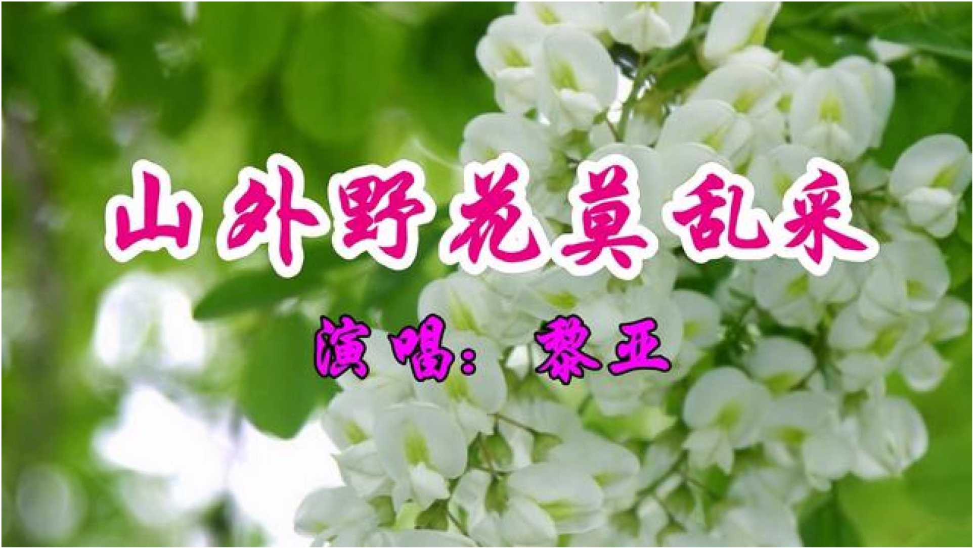 野花之歌，下载的魅力与情感共鸣之旅