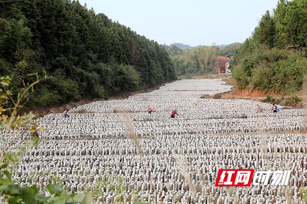 莲塘坳乡新领导团队引领乡村发展崭新篇章