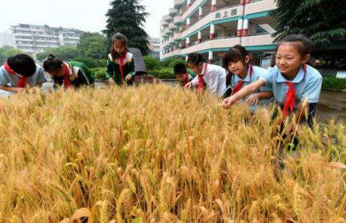 站前区小学未来教育蓝图发展规划揭秘，塑造新时代教育蓝图