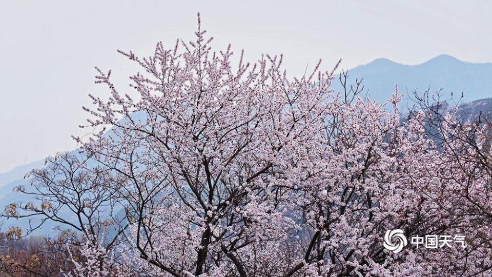 桃花盛开之际，天气预报揭秘美丽与天气的紧密关联