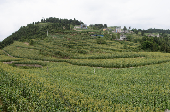 茅坝村新任领导，引领乡村振兴的领航者