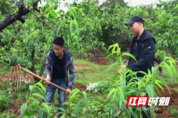 临武县农业农村局新项目推动农业现代化，乡村振兴再添动力