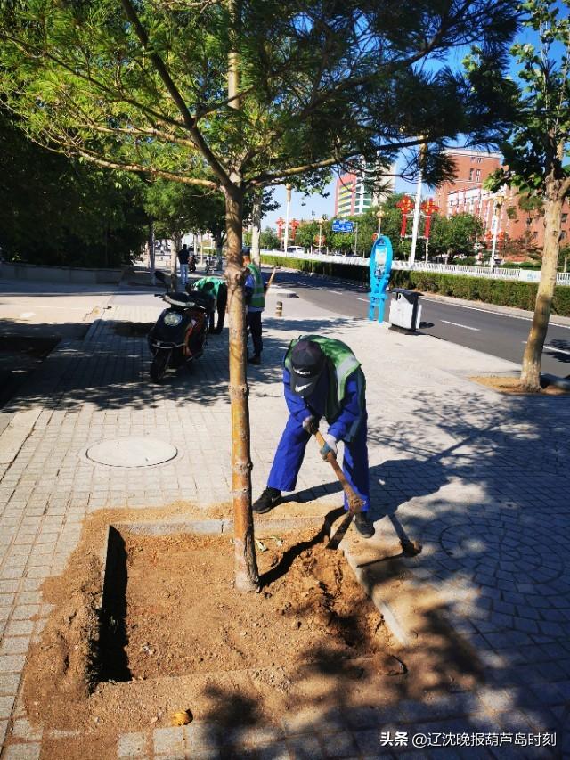 葫芦岛市园林管理局最新动态报道